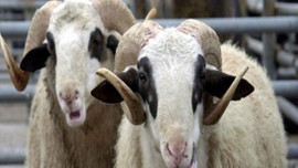 Kurban Bayramı tatili kaç gün olacak?