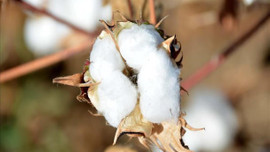 Pamuk üreticisi altın yılını yaşayacak