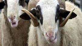 Kızılay kurban vekaletlerini bekliyor