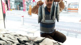 İlk palamutlar tezgaha düştü