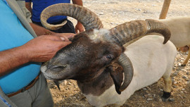 4 boynuzlu kurbanlık görenleri şaşırtıyor