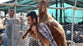 Kurbanlıklar cep yakıyor