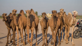 Kurbanlık develer satışta