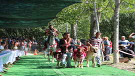 Sudan Koyun Geçirme Yarışması