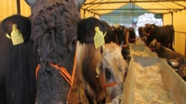 Eziyet eden cezayı ödeyecek!