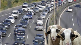 Kurbanlık satışları düştü