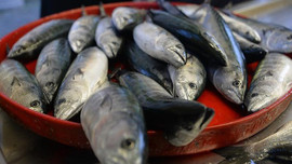 Balık fiyatları yarı yarıya düşecek