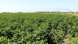 Iğdırlı çiftçinin umudu pamuk