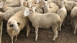 İşte kurbanlık küçükbaş fiyatları