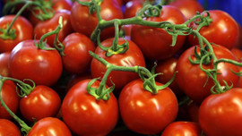 Domatese yine vize çıkmadı