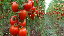 Domates yasağına 'sınırlı vize'