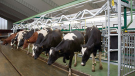 İşte Türkiye'nin hayvan varlığı