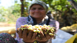Mersin'den Antep fıstığı atağı