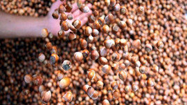 Bakandan fındık açıklaması!