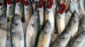 Palamut tezgahta 2,5 lira