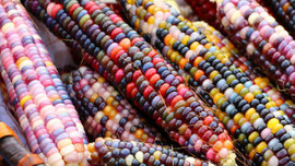 Belgesel'de izledi hayata geçirdi!