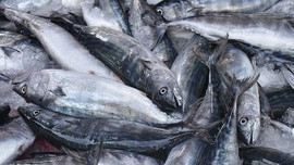 Balıkçıların yüzü palamutla güldü