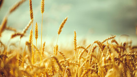 Yağışlar buğdaya yaradı