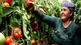 Tarlada 3, İstanbul'da 8 TL