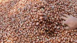 Fındıktan elde edilen gelir 10 kat artabilir