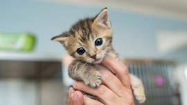 Türkiye'de 15 milyon kişi evini kedilerle paylaşıyor