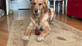 Apartmanda köpek bakımıyla ilgili Yargıtay'dan karar!