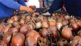 Bakanlık fiyatı ikiye katlanan soğanın peşinde