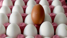 Yumurta ihracatı rekora koşuyor