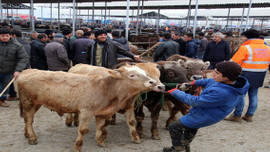 Sivas'taki şap karantinası