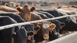 Genç çiftçilere 931 milyon lira destek