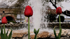 Edirne'de "lale devri"