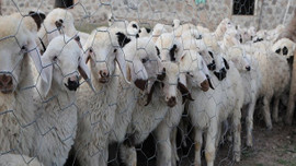 Çobanların maaşı valilerin maaşını geçti