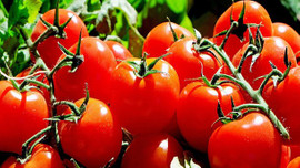 'Domatesin kilosu 10 liraya yükselecek'