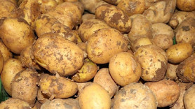 Patateste 'sıfır gümrük vergisi' uzatıldı