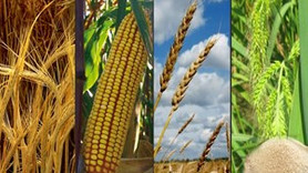 Çifçiye büyük şok !