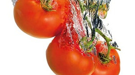 Türk görünümlü Avrupalı domates