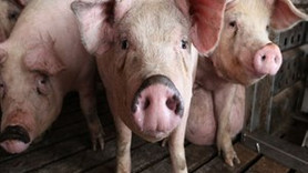 Türkiye domuz satmaya hazırlanıyor