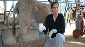 Bu süt altın değerinde!