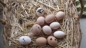 Yumurtada 'kirli' oyun