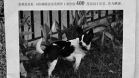 Kayıp köpeği bulana 1,7 milyon liralık ev ödülü