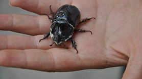 Gergedan böceği ticareti yapana ceza!