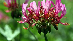 Hakkari sardunyaları ekonomiye katkı sağlayacak