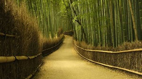 Japonlar bambu ağacından elektrik üretecek