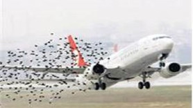 Üçüncü Havalimanı'nda kuş göç yolları çalışması