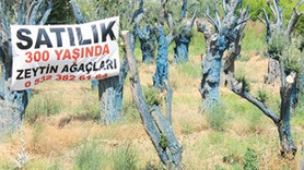 Edremit'te 300 yıllık ağaç 5 bin liraya satılıyor