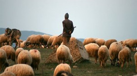 Ayda 4 bin liraya çoban aranıyor!