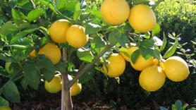 Limon fiyatları uçtu gidiyor...