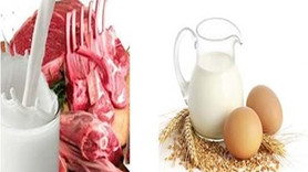 "Süte zam gelmedi, üretici hayvanını kesti"