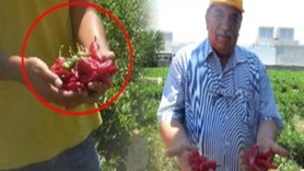 420 biber karıştırdı yeni bir tür çıkardı!