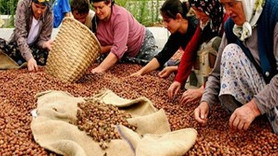 Fındıkta yüksek fiyat beklentisi!